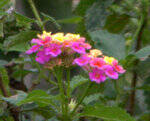 Common Lantana